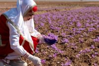 آغاز خرید حمایتی زعفران/قیمت های جدید  اعلام شد