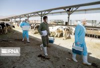 بیشترین سهم حوزه دامپزشکی به آموزش و ترویج اختصاص می‌یابد