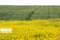 تغییر الگوی کشت در هندوستان ایران و آستین‌هایی که برای کلزا بالا زده شد