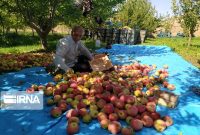 رشد ۵۱ درصدی تسهیلات پرداختی بانک کشاورزی به باغداران