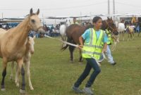 رقابت‌های زیبایی اسب ایران در اشکذر یزد آغاز شد