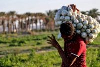 رییس جهادکشاورزی کرمان: بانک‌ها وثیقه‌های روستایی و تجاری را نمی‌پذیرند