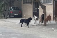 سگ‌های ولگرد؛ تهدیدی برای بهداشت و سلامت شهروندان تربت‌ حیدریه