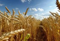 طرح تولید پایدار گندم برای تامین  ۱۳.۵ میلیون تن محصول اجرا می شود