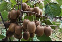فروش، دغدغه مهم کیوی‌کاران غرب مازندران