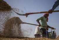 هند با صادرات گندم، بحران غذایی یمن را کاهش می‌دهد