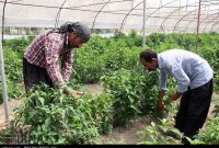 کشت گلخانه‌ای مسیر سبز افزایش درآمد در قصرشیرین