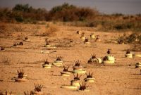 ۱۲ نفر بر اثر انفجار مین در الحدیده یمن زخمی شدند ۱۲ نفر بر اثر انفجار مین در الحدیده یمن زخمی شدند