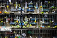 ۳۰۰ قطعه پرنده غیرمجاز در نصرت آباد زاهدان کشف شد