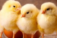 رد ادعای معدوم‌سازی ۱۵ میلیون قطعه جوجه یک‌روزه از سوی تولیدکنندگان مرغ