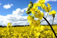 سیاست جدید هند برای حمایت از تولید کنندگان محصولات اساسی کشاورزی