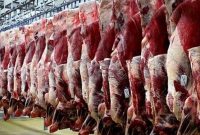 گوشت گرم گوسفندی وارداتی از هفته آینده عرضه بازار می شود گوشت گرم گوسفندی وارداتی از هفته آینده عرضه بازار می شود