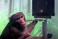 چینی‌ها برای اولین بار مغز میمون را به رایانه وصل کردند