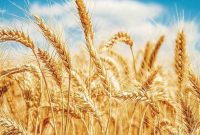 خرید تضمینی گندم به مرز 10 میلیون تُن رسید