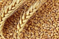قیمت خرید تضمینی گندم برای سال زراعی آینده مشخص شد