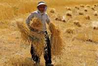 مابه‌التفاوت پول گندمکاران به زودی پرداخت می‌شود