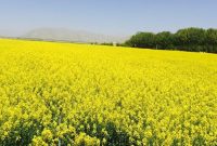 چرا وزارت جهاد کشاورزی برای تامین روغن روی کشت کلزا متمرکز است