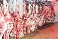 اجرای طرح تولید قراردادی گوشت قرمز در کشور با ظرفیت‌ ۴۰ هزار تن
