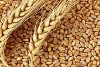 بهبود جایگاه ایران در بازارهای جهانی با خودکفایی در تولید گندم نان
