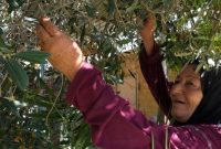 رژیم صهیونیستی ده‌ها هزار اصله درخت زیتون لبنان را با فسفر سفید نابود کرد