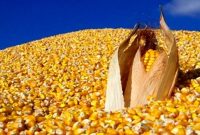 سقف قیمت ارزی واردات کالاهای اساسی و نهادههای کشاورزی تعیین شد سقف قیمت ارزی واردات کالاهای اساسی و نهادههای کشاورزی تعیین شد