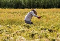 کاهش ۱.۷ درصدی نرخ بیکاری در روستاها