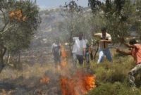 صهیونیستها اراضی کشاورزی فلسطینیها را در نابلس به آتش کشیدند+ویدئو صهیونیستها اراضی کشاورزی فلسطینیها را در نابلس به آتش کشیدند+ویدئو